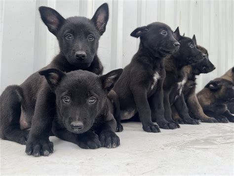 belgian malinois for sale in dallas texas|More.